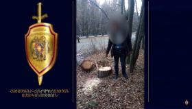 Ստեփանավանի ոստիկանները ապօրինի ծառահատման դեպք են բացահայտել․ կասկածվողն անտառապահն է