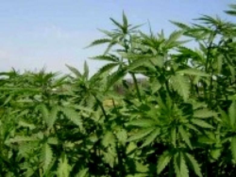 «Կանեփ-կակաչ 2014» միջոցառման ընթացքը Երևանում և հանրապետության մարզերում (օգոստոսի 5-ից 6-ը) «Կանեփ-կակաչ 2014» միջոցառման ընթացքը Երևանում և հանրապետության մարզերում (օգոստոսի 5-ից 6-ը)