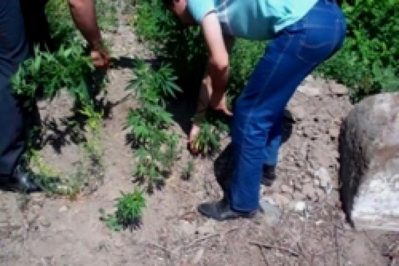 Օպերատիվ խորհրդակցություն` նվիրված «Կանեփ-կակաչ-2014» համալիր օպերատիվ-կանխարգելիչ միջոցառման պատշաճ անցկացմանը (ՏԵՍԱՆՅՈՒԹ) Օպերատիվ խորհրդակցություն` նվիրված «Կանեփ-կակաչ-2014» համալիր օպերատիվ-կանխարգելիչ միջոցառման պատշաճ անցկացմանը (ՏԵՍԱՆՅՈՒԹ)