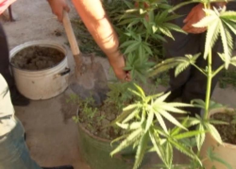 Կանեփի թփեր և կանեփի բույսերով ծաղկամաններ` Նալբանդյան գյուղի տնամերձից (ՏԵՍԱՆՅՈՒԹ) Կանեփի թփեր և կանեփի բույսերով ծաղկամաններ` Նալբանդյան գյուղի տնամերձից (ՏԵՍԱՆՅՈՒԹ)