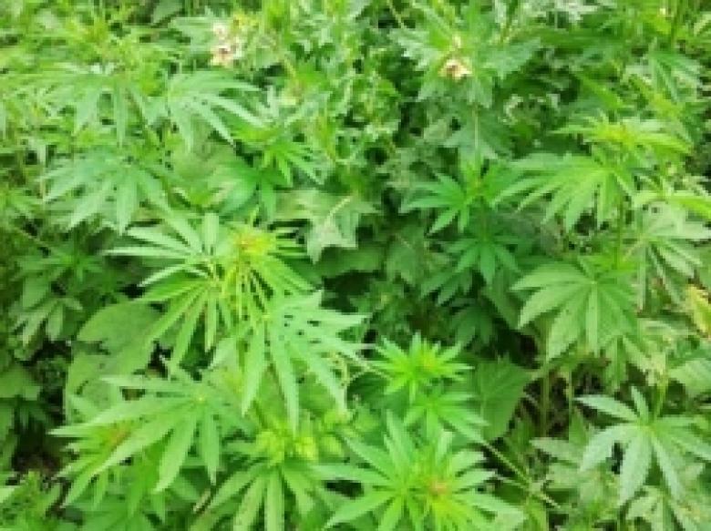 «Կանեփ-կակաչ-2014» համալիր օպերատիվ-կանխարգելիչ միջոցառման արդյունքները` 11.08.2014 թ. դրությամբ «Կանեփ-կակաչ-2014» համալիր օպերատիվ-կանխարգելիչ միջոցառման արդյունքները` 11.08.2014 թ. դրությամբ