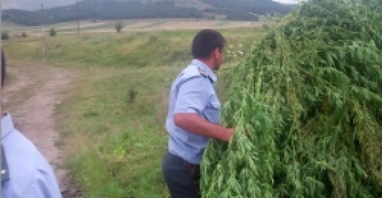 «Կանեփ-կակաչ-2014» համալիր օպերատիվ-կանխարգելիչ միջոցառման արդյունքները` 13.08.2014 թ. դրությամբ (ՏԵՍԱՆՅՈՒԹ) «Կանեփ-կակաչ-2014» համալիր օպերատիվ-կանխարգելիչ միջոցառման արդյունքները` 13.08.2014 թ. դրությամբ (ՏԵՍԱՆՅՈՒԹ)