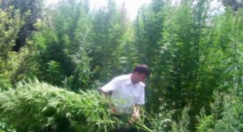 Հայտնաբերում, առգրավում, կանխում, խափանում, բացահայտում. հանրապետության տարածքում ամբողջ ծավալով շարունակվում է «Կանեփ-կակաչ-2014» համալիր օպերատիվ-կանխարգելիչ միջոցառումը (ՏԵՍԱՆՅՈՒԹ) Հայտնաբերում, առգրավում, կանխում, խափանում, բացահայտում. հանրապետության տարածքում ամբողջ ծավալով շարունակվում է «Կանեփ-կակաչ-2014» համալիր օպերատիվ-կանխարգելիչ միջոցառումը (ՏԵՍԱՆՅՈՒԹ)