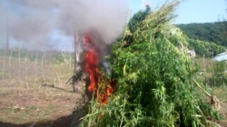 «Կանեփ-կակաչ-2014» համալիր օպերատիվ-կանխարգելիչ միջոցառման արդյունքները` սեպտեմբերի 1-ի դրությամբ «Կանեփ-կակաչ-2014» համալիր օպերատիվ-կանխարգելիչ միջոցառման արդյունքները` սեպտեմբերի 1-ի դրությամբ