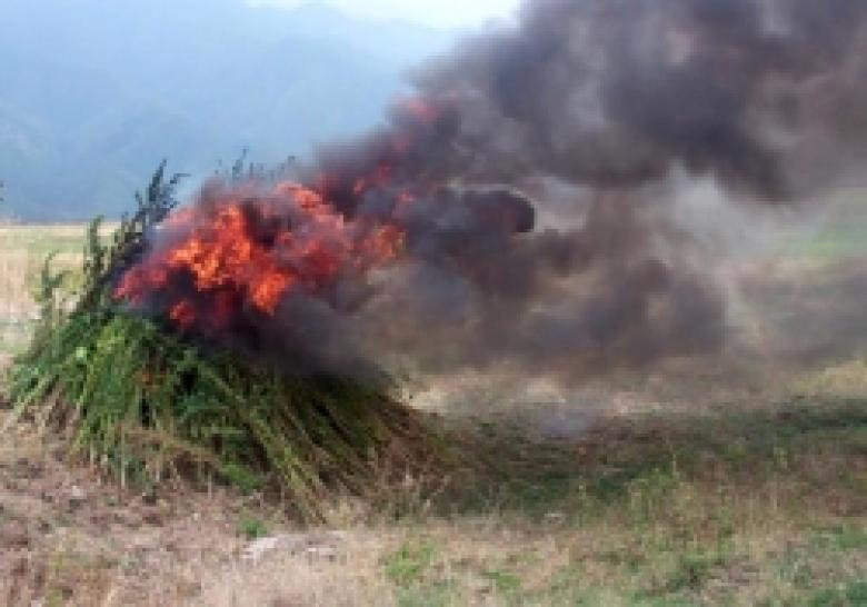 ՀՀ ոստիկանության ստորաբաժանումները շարունակում են նոր արդյունքներ արձանագրել «Կանեփ-կակաչ-2014» օպերատիվ-կանխարգելիչ միջոցառման ընթացքում (ՏԵՍԱՆՅՈՒԹ) ՀՀ ոստիկանության ստորաբաժանումները շարունակում են նոր արդյունքներ արձանագրել «Կանեփ-կակաչ-2014» օպերատիվ-կանխարգելիչ միջոցառման ընթացքում (ՏԵՍԱՆՅՈՒԹ)