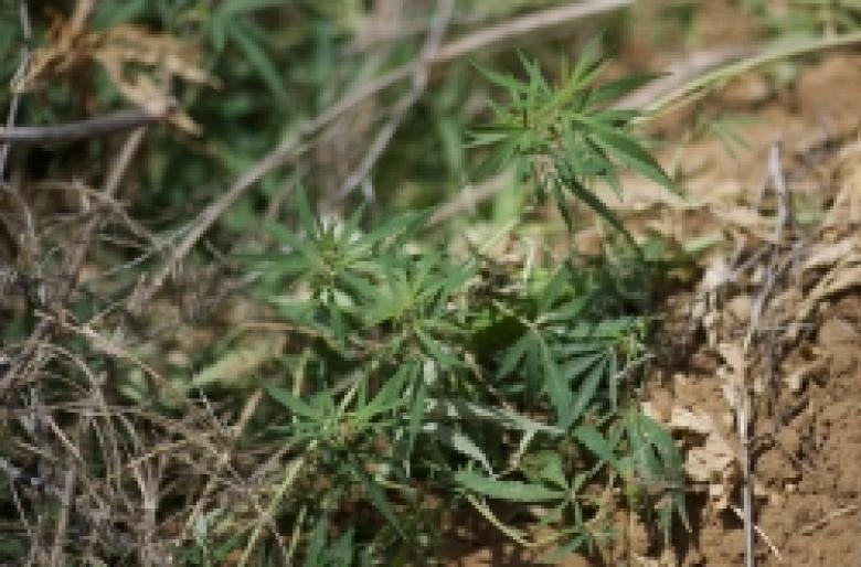 Ամփոփ տեղեկատվություն 2015 թ. օգոստոսի 21-ին «Կանեփ-կակաչ 2015» համալիր օպերատիվ-կանխարգելիչ միջոցառման անցկացման արդյունքների վերաբերյալ Ամփոփ տեղեկատվություն 2015 թ. օգոստոսի 21-ին «Կանեփ-կակաչ 2015» համալիր օպերատիվ-կանխարգելիչ միջոցառման անցկացման արդյունքների վերաբերյալ