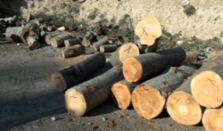 Ոստիկանությունը շարունակում է անհաշտ պայքարը ապօրինի անտառահատումների դեմ (ՏԵՍԱՆՅՈՒԹ) Ոստիկանությունը շարունակում է անհաշտ պայքարը ապօրինի անտառահատումների դեմ (ՏԵՍԱՆՅՈՒԹ)