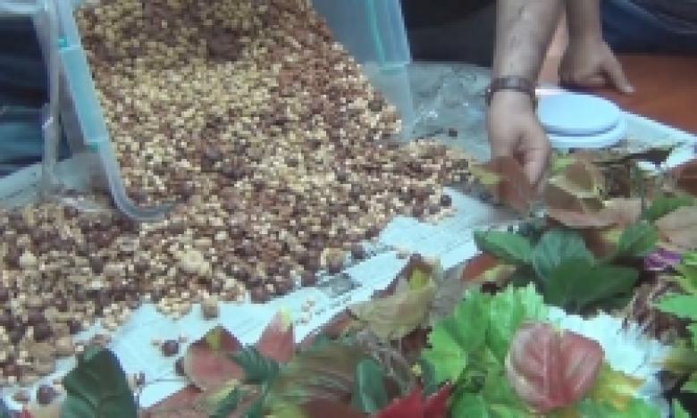 Ոստիկանությունը խոշոր չափերի հասնող թմրամիջոցի խմբաքանակ է հայտնաբերել  (ՏԵՍԱՆՅՈՒԹ) Ոստիկանությունը խոշոր չափերի հասնող թմրամիջոցի խմբաքանակ է հայտնաբերել  (ՏԵՍԱՆՅՈՒԹ)