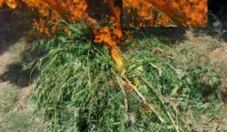 Մեկնարկել է «Կանեփ-կակաչ-2017» համալիր օպերատիվ-կանխարգելիչ միջոցառումը  (ՏԵՍԱՆՅՈՒԹ) Մեկնարկել է «Կանեփ-կակաչ-2017» համալիր օպերատիվ-կանխարգելիչ միջոցառումը  (ՏԵՍԱՆՅՈՒԹ)