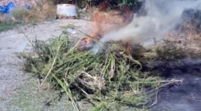 Հանրապետությունում անցկացվեց «Կանեփ-կակաչ-2017» համալիր օպերատիվ-կանխարգելիչ միջոցառումը (ՏԵՍԱՆՅՈՒԹ) Հանրապետությունում անցկացվեց «Կանեփ-կակաչ-2017» համալիր օպերատիվ-կանխարգելիչ միջոցառումը (ՏԵՍԱՆՅՈՒԹ)