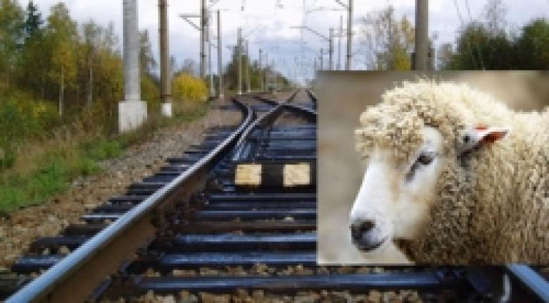 Պատահար Քարակերտ-Արտենի ճանապարհին. սատկել է 63 ոչխար Պատահար Քարակերտ-Արտենի ճանապարհին. սատկել է 63 ոչխար