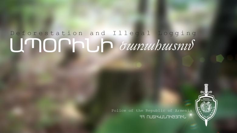 Տղամարդը ապօրինի հատել էր կանգուն ծառ Տղամարդը ապօրինի հատել էր կանգուն ծառ