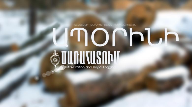 Ապօրինի հատել էին 120 կաղնի Ապօրինի հատել էին 120 կաղնի