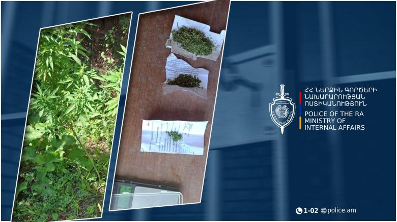 Աշտարակի համայնքային ոստիկանները մարիխուանայով փաթեթներ ու կանեփի թփեր են հայտնաբերել Աշտարակի համայնքային ոստիկանները մարիխուանայով փաթեթներ ու կանեփի թփեր են հայտնաբերել
