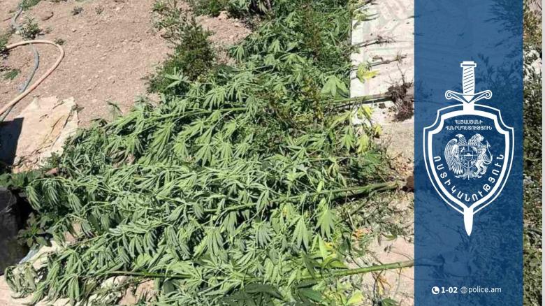 21 թուփ կանեփ, մեկ ու կես կիլոգրամ մարիխուանա. Վաղարշապատի համայնքային ոստիկանների բացահայտումը 21 թուփ կանեփ, մեկ ու կես կիլոգրամ մարիխուանա. Վաղարշապատի համայնքային ոստիկանների բացահայտումը