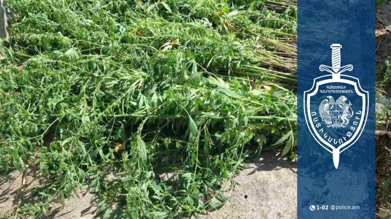 37-ամյա աշտարակցու տնամերձ հողամասում կանեփի 164 բույս է հայտնաբերվել․ նախաձեռնվել է քրեական վարույթ 37-ամյա աշտարակցու տնամերձ հողամասում կանեփի 164 բույս է հայտնաբերվել․ նախաձեռնվել է քրեական վարույթ