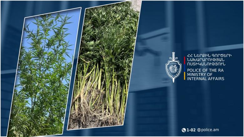 Արթիկի համայնքային ոստիկանները Հոռոմում հայտնաբերել են կանեփի 113 բույս Արթիկի համայնքային ոստիկանները Հոռոմում հայտնաբերել են կանեփի 113 բույս