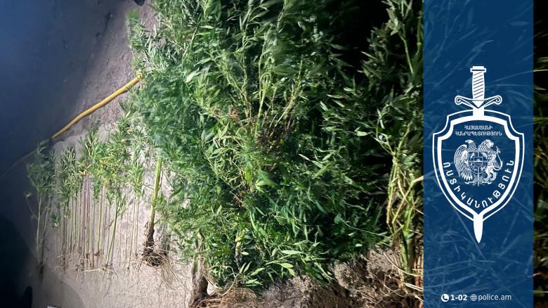 Արմավիրի համայնքային ոստիկանները կանեփի թփեր ու խոշոր չափերի մարիխուանայի նմանվող զանգված են հայտնաբերել Արմավիրի համայնքային ոստիկանները կանեփի թփեր ու խոշոր չափերի մարիխուանայի նմանվող զանգված են հայտնաբերել