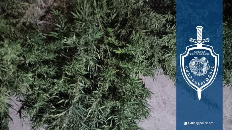 Հողատարածքում աճեցնում էր կանեփ և պահում թմրամիջոց․ Վաղարշապատի ոստիկանները բացահայտեցին դեպքը Հողատարածքում աճեցնում էր կանեփ և պահում թմրամիջոց․ Վաղարշապատի ոստիկանները բացահայտեցին դեպքը