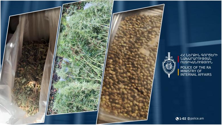 Կանեփի 243 թուփ, նաև սերմ ու երկուսուկես կգ-ից ավելի չոր զանգված. Տաշիրի համայնքային ոստիկանների բացահայտումը Կանեփի 243 թուփ, նաև սերմ ու երկուսուկես կգ-ից ավելի չոր զանգված. Տաշիրի համայնքային ոստիկանների բացահայտումը