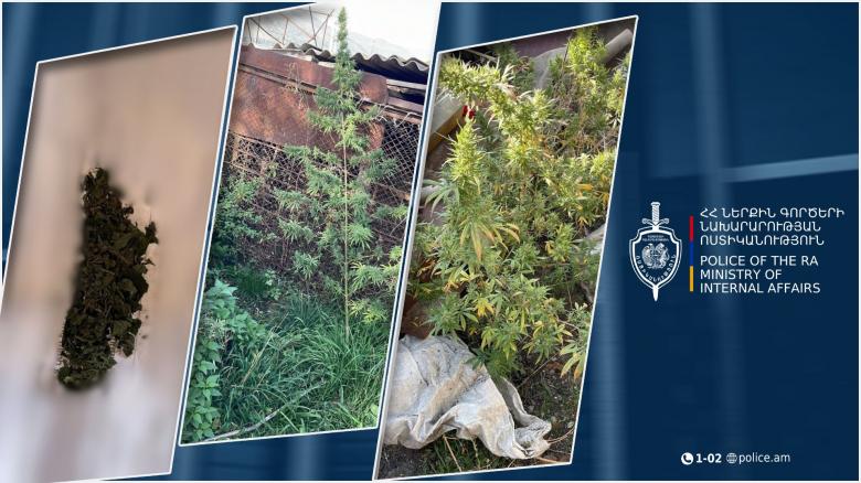 Լոռու մարզի քրեական ոստիկանները կանեփ աճեցնելու և թմրանյութ պահելու դեպք են բացահայտել Լոռու մարզի քրեական ոստիկանները կանեփ աճեցնելու և թմրանյութ պահելու դեպք են բացահայտել