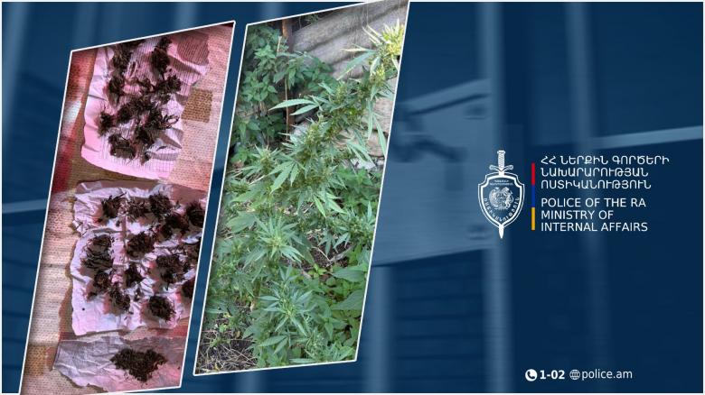 Տավուշի բաժնի համայնքային ոստիկանները կանեփ աճեցնելու և թմրամիջոց պատրաստելու դեպք են բացահայտել Տավուշի բաժնի համայնքային ոստիկանները կանեփ աճեցնելու և թմրամիջոց պատրաստելու դեպք են բացահայտել