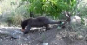 Կովկասյան գորշ արջի քոթոթը դեղձի այգում ընկել էր թակարդը (ՏԵՍԱՆՅՈՒԹ)  Կովկասյան գորշ արջի քոթոթը դեղձի այգում ընկել էր թակարդը (ՏԵՍԱՆՅՈՒԹ)