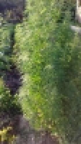 «Կանեփ-կակաչ-2014» համալիր օպերատիվ-կանխարգելիչ միջոցառման արդյունքները` 06.08.2014 թ. դրությամբ (ՏԵՍԱՆՅՈՒԹ) «Կանեփ-կակաչ-2014» համալիր օպերատիվ-կանխարգելիչ միջոցառման արդյունքները` 06.08.2014 թ. դրությամբ (ՏԵՍԱՆՅՈՒԹ)