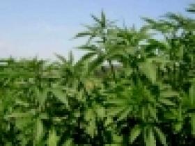 «Կանեփ-կակաչ 2014» միջոցառման ընթացքը Երևանում և հանրապետության մարզերում (օգոստոսի 5-ից 6-ը) «Կանեփ-կակաչ 2014» միջոցառման ընթացքը Երևանում և հանրապետության մարզերում (օգոստոսի 5-ից 6-ը)