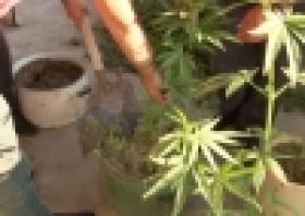 Կանեփի թփեր և կանեփի բույսերով ծաղկամաններ` Նալբանդյան գյուղի տնամերձից (ՏԵՍԱՆՅՈՒԹ) Կանեփի թփեր և կանեփի բույսերով ծաղկամաններ` Նալբանդյան գյուղի տնամերձից (ՏԵՍԱՆՅՈՒԹ)