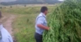 «Կանեփ-կակաչ-2014» համալիր օպերատիվ-կանխարգելիչ միջոցառման արդյունքները` 13.08.2014 թ. դրությամբ (ՏԵՍԱՆՅՈՒԹ) «Կանեփ-կակաչ-2014» համալիր օպերատիվ-կանխարգելիչ միջոցառման արդյունքները` 13.08.2014 թ. դրությամբ (ՏԵՍԱՆՅՈՒԹ)