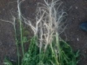 Հայտնաբերվել և ոչնչացվել է. «Կանեփ-կակաչ-2014» համալիր օպերատիվ-կանխարգելիչ միջոցառման արդյունքները` 14.08.2014 թ. դրությամբ (ՏԵՍԱՆՅՈՒԹ)  Հայտնաբերվել և ոչնչացվել է. «Կանեփ-կակաչ-2014» համալիր օպերատիվ-կանխարգելիչ միջոցառման արդյունքները` 14.08.2014 թ. դրությամբ (ՏԵՍԱՆՅՈՒԹ)