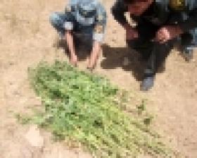 «Կանեփ-կակաչ-2014» համալիր օպերատիվ-կանխարգելիչ միջոցառման արդյունքները օգոստոսի 25-ի դրությամբ  «Կանեփ-կակաչ-2014» համալիր օպերատիվ-կանխարգելիչ միջոցառման արդյունքները օգոստոսի 25-ի դրությամբ