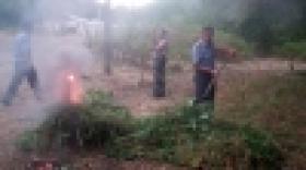 «Կանեփ-կակաչ-2014» համալիր օպերատիվ-կանխարգելիչ միջոցառման արդյունքները` օգոստոսի 27-ի դրությամբ «Կանեփ-կակաչ-2014» համալիր օպերատիվ-կանխարգելիչ միջոցառման արդյունքները` օգոստոսի 27-ի դրությամբ