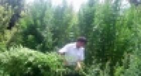 Հայտնաբերում, առգրավում, կանխում, խափանում, բացահայտում. հանրապետության տարածքում ամբողջ ծավալով շարունակվում է «Կանեփ-կակաչ-2014» համալիր օպերատիվ-կանխարգելիչ միջոցառումը (ՏԵՍԱՆՅՈՒԹ) Հայտնաբերում, առգրավում, կանխում, խափանում, բացահայտում. հանրապետության տարածքում ամբողջ ծավալով շարունակվում է «Կանեփ-կակաչ-2014» համալիր օպերատիվ-կանխարգելիչ միջոցառումը (ՏԵՍԱՆՅՈՒԹ)