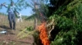 «Կանեփ-կակաչ-2014» համալիր օպերատիվ-կանխարգելիչ միջոցառման  արդյունքները` օգոստոսի 30-ի դրությամբ «Կանեփ-կակաչ-2014» համալիր օպերատիվ-կանխարգելիչ միջոցառման  արդյունքները` օգոստոսի 30-ի դրությամբ