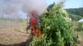 «Կանեփ-կակաչ-2014» համալիր օպերատիվ-կանխարգելիչ միջոցառման արդյունքները` սեպտեմբերի 1-ի դրությամբ «Կանեփ-կակաչ-2014» համալիր օպերատիվ-կանխարգելիչ միջոցառման արդյունքները` սեպտեմբերի 1-ի դրությամբ