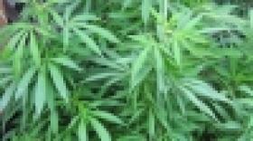 Ամփոփ տեղեկատվություն 2015 թ. օգոստոսի 22-ին և 23-ին «Կանեփ-կակաչ-2015» համալիր օպերատիվ-կանխարգելիչ միջոցառման անցկացման արդյունքների վերաբերյալ Ամփոփ տեղեկատվություն 2015 թ. օգոստոսի 22-ին և 23-ին «Կանեփ-կակաչ-2015» համալիր օպերատիվ-կանխարգելիչ միջոցառման անցկացման արդյունքների վերաբերյալ