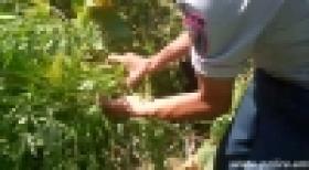 Կանեփի թփերի գողությունը կանխեց պահակակետի շունը (ՏԵՍԱՆՅՈՒԹ) Կանեփի թփերի գողությունը կանխեց պահակակետի շունը (ՏԵՍԱՆՅՈՒԹ)