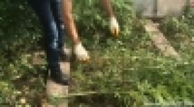 Ջերմոցում կանեփ էին աճեցրել (ՏԵՍԱՆՅՈՒԹ) Ջերմոցում կանեփ էին աճեցրել (ՏԵՍԱՆՅՈՒԹ)