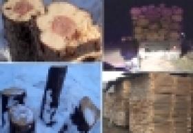 Ոստիկանության հետևողական պայքարը ապօրինի ծառահատումների դեմ շարունակվում է (ՏԵՍԱՆՅՈՒԹ) Ոստիկանության հետևողական պայքարը ապօրինի ծառահատումների դեմ շարունակվում է (ՏԵՍԱՆՅՈՒԹ)