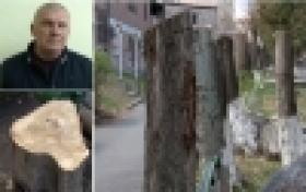 Ոստիկանությունը՝ ընդդեմ ապօրինի ծառահատումների: Երևանում 29 ծառ հատողը հայտնաբերվել և ձերբակալվել է (ՏԵՍԱՆՅՈՒԹ)  Ոստիկանությունը՝ ընդդեմ ապօրինի ծառահատումների: Երևանում 29 ծառ հատողը հայտնաբերվել և ձերբակալվել է (ՏԵՍԱՆՅՈՒԹ)