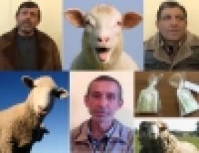 Նոր հանցադրվագներ բազմաթիվ գյուղացիների խաբած և կեղծ փողերով գառ ու ոչխար ձեռք բերած եռյակի գործունեությունից (ՏԵՍԱՆՅՈՒԹ)  Նոր հանցադրվագներ բազմաթիվ գյուղացիների խաբած և կեղծ փողերով գառ ու ոչխար ձեռք բերած եռյակի գործունեությունից (ՏԵՍԱՆՅՈՒԹ)