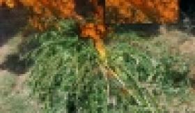 Մեկնարկել է «Կանեփ-կակաչ-2017» համալիր օպերատիվ-կանխարգելիչ միջոցառումը  (ՏԵՍԱՆՅՈՒԹ) Մեկնարկել է «Կանեփ-կակաչ-2017» համալիր օպերատիվ-կանխարգելիչ միջոցառումը  (ՏԵՍԱՆՅՈՒԹ)