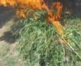 «Կանեփ-կակաչ-2017» համալիր օպերատիվ-կանխարգելիչ միջոցառման անցկացման ընթացքը (ՏԵՍԱՆՅՈՒԹ)  «Կանեփ-կակաչ-2017» համալիր օպերատիվ-կանխարգելիչ միջոցառման անցկացման ընթացքը (ՏԵՍԱՆՅՈՒԹ)