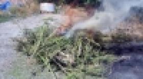 Հանրապետությունում անցկացվեց «Կանեփ-կակաչ-2017» համալիր օպերատիվ-կանխարգելիչ միջոցառումը (ՏԵՍԱՆՅՈՒԹ) Հանրապետությունում անցկացվեց «Կանեփ-կակաչ-2017» համալիր օպերատիվ-կանխարգելիչ միջոցառումը (ՏԵՍԱՆՅՈՒԹ)