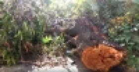 Ապօրինի կտրել էր բակի ծառերը /ՏԵՍԱՆՅՈՒԹ/ Ապօրինի կտրել էր բակի ծառերը /ՏԵՍԱՆՅՈՒԹ/