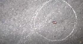 Ոստիկանները բացահայտել են Չարբախում զենքի գործադրմամբ կատարված խուլիգանությունը Ոստիկանները բացահայտել են Չարբախում զենքի գործադրմամբ կատարված խուլիգանությունը