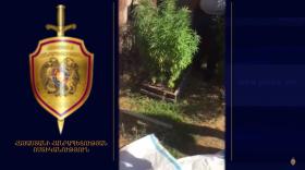 Նաիրիի ոստիկանները Քասախ գյուղում թմրամիջոցներ են հայտնաբերել
