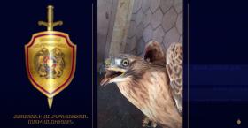 Բազե որսած երիտասարդը հայտնաբերվել ու բերման է ենթարկվել ոստիկանության Արթիկի բաժին Բազե որսած երիտասարդը հայտնաբերվել ու բերման է ենթարկվել ոստիկանության Արթիկի բաժին